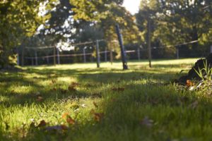 Land Purchase Solicitors. Property lawyers buying land. Photo of meadow.